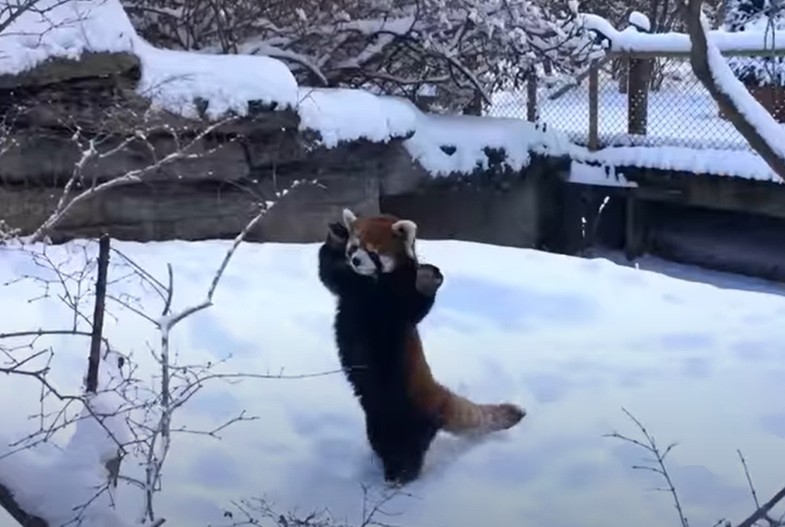 Красная панда и первый снег